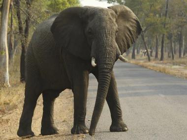 18 wild elephants killed by lightning strikes in Assam’s Nagaon district, says senior forest department official