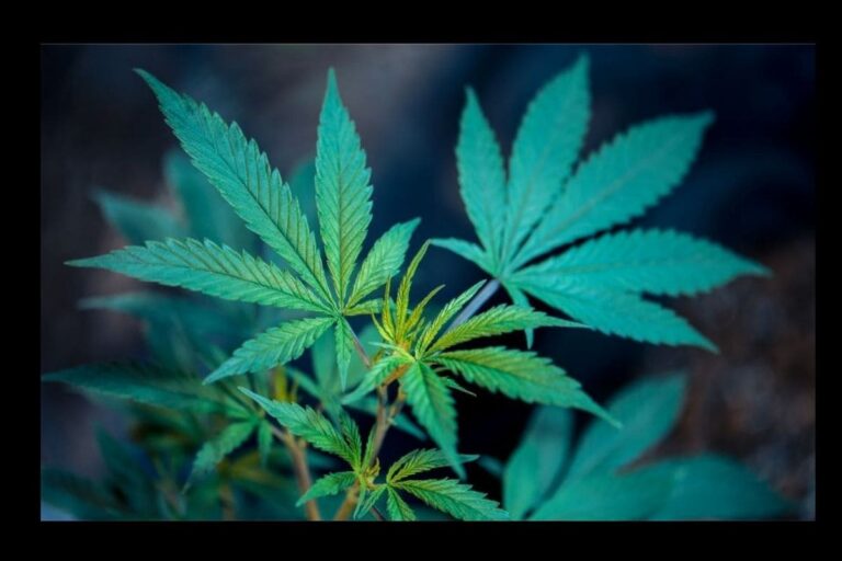 Kerala Excise Dept on the Lookout for People who Planted Cannabis Saplings on World Environment Day 