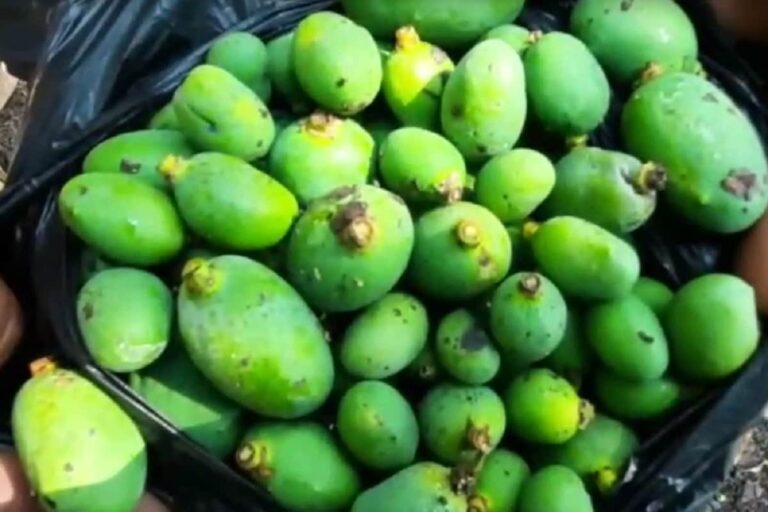 ‘Noorjahan’ Mangoes of MP Fetch Whopping Rs 1,000 Apiece