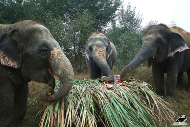 Elephants at Mudumalai Camp Tested for Covid-19 Test