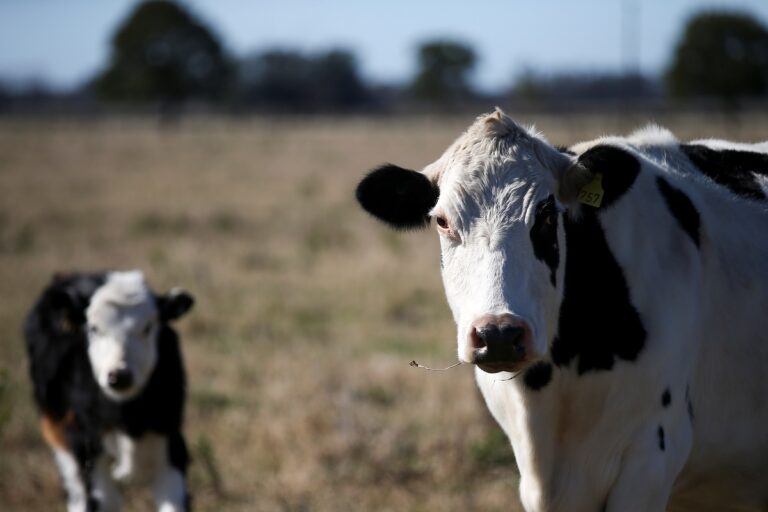 800 kg Cow Dung Stolen from Chhattisgarh Village, Police File Theft Case