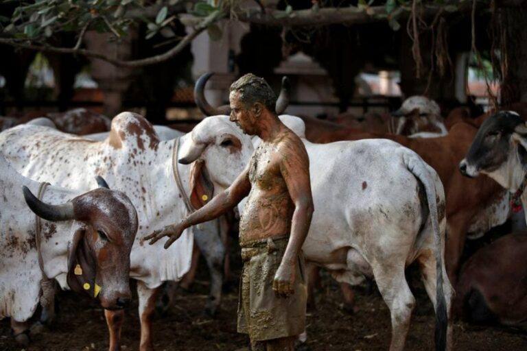 Amid Covid Menace Gujarat Sets Up Cow Research Centre To Promote Use of Milk, Urine, Dung