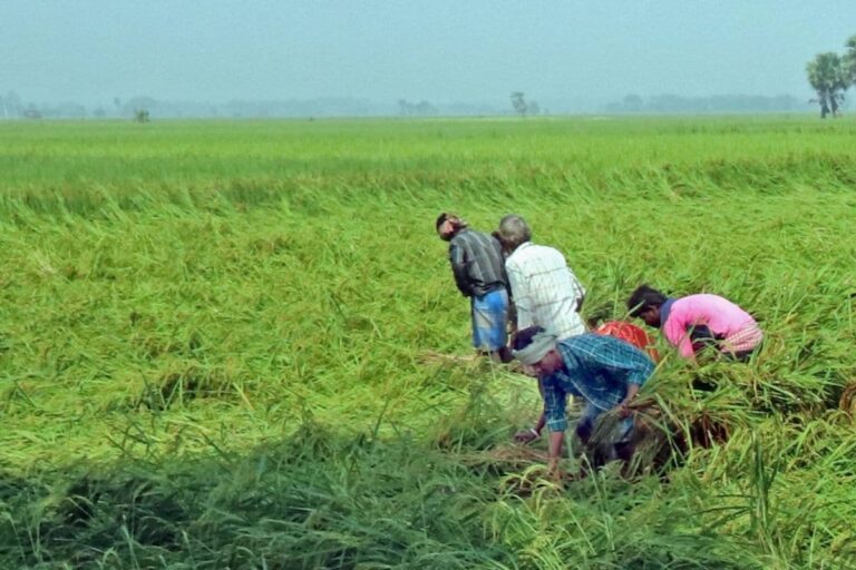 Govt Hikes Paddy MSP by Rs 72 Per Quintal to Rs 1,940 for 2021-22 Crop Year