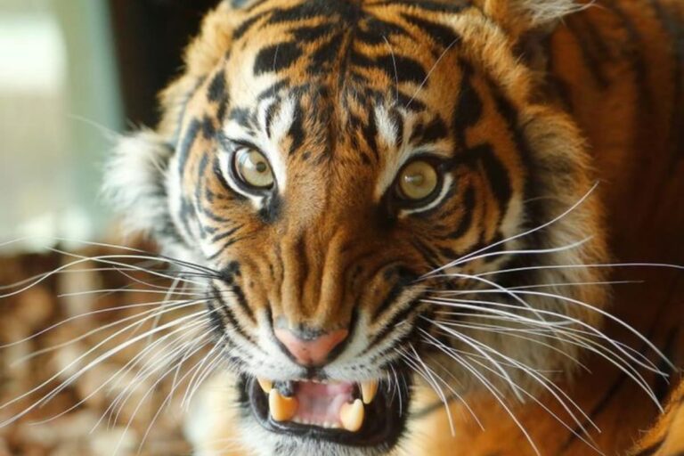 Veterinary Doctor Injured in Attack by Wounded Tigress in Maharashtra’s Chandrapur