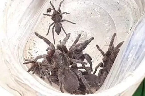 One Dead In Tarantula Bite, Fear Grips Villagers In Howrah