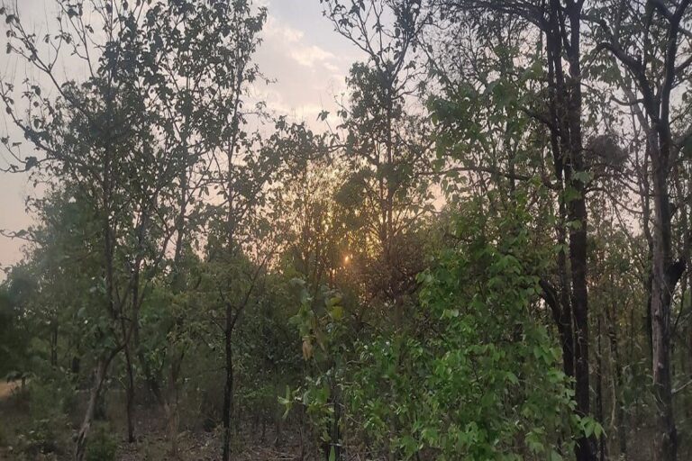 Chipko Andolan in Making for Dense Buxwaha Forest in MP’s Parched Bundelkhand