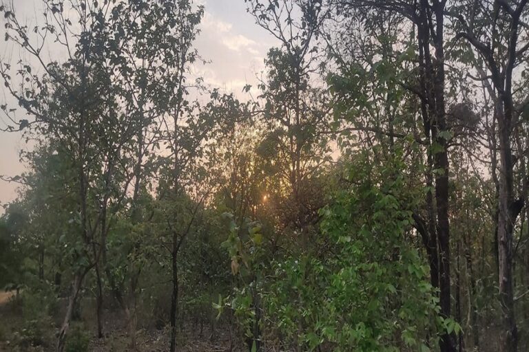 Jabalpur-based Activist Moves NGT Over Buxwaha Diamond Project