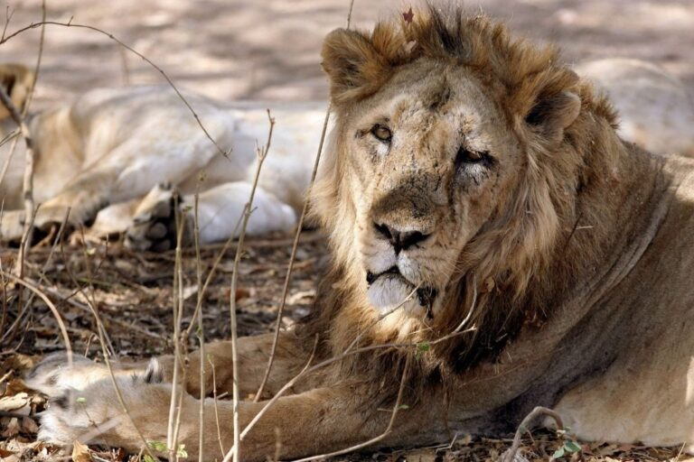 Lion Dies of Suspected Covid at Tamil Nadu Zoo, Other Lions Also Positive: Report
