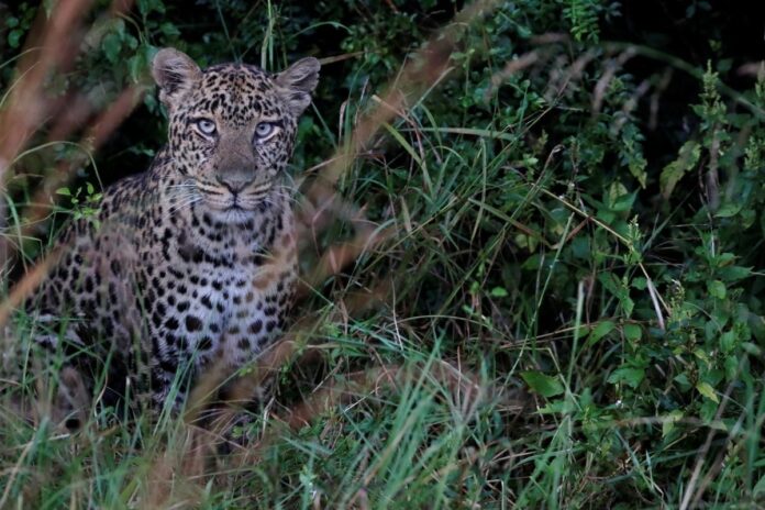4-Year-Old Girl Mauled to Death by Leopard in J&K's Budgam District