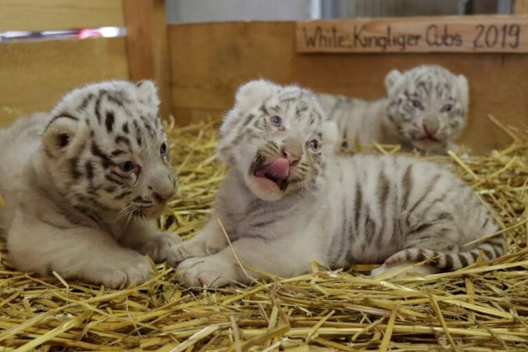 All Felines in Ranchi Zoo Put to Covid-19 Test Post Tiger Shiva’s Death