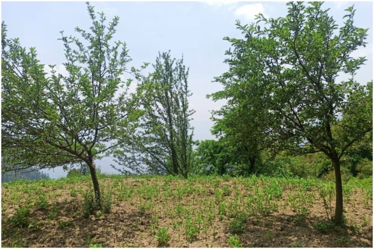 In this Jammu Village, the Dead Live on in the Trees