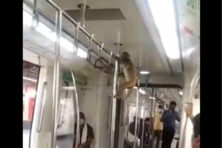 Video of Monkey Taking ‘Ride’ in Delhi Metro Train Goes Viral