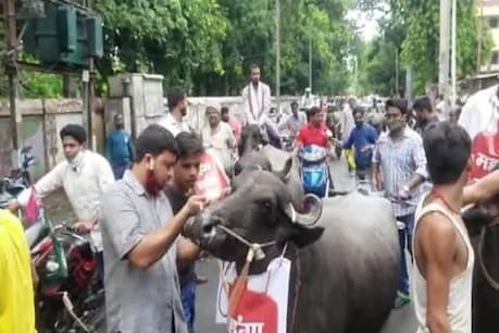 JAP Takes Out Buffalo March In Patna To Protest Fuel Price Hike