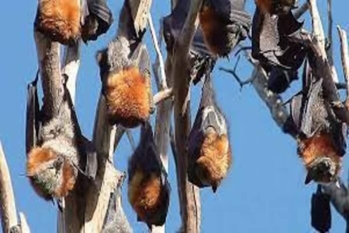 Nipah Scare in Maharashtra After Virus Found in Two Bat Species in Mahabaleshwar Cave
