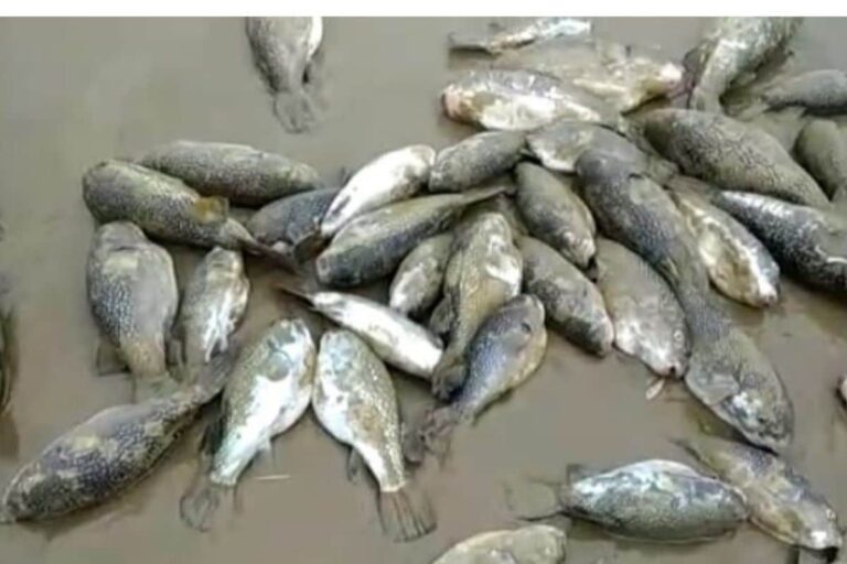 Panic Among Fishermen, Locals as Thousands of Dead Fish Surface on Bengal’s Digha Beach