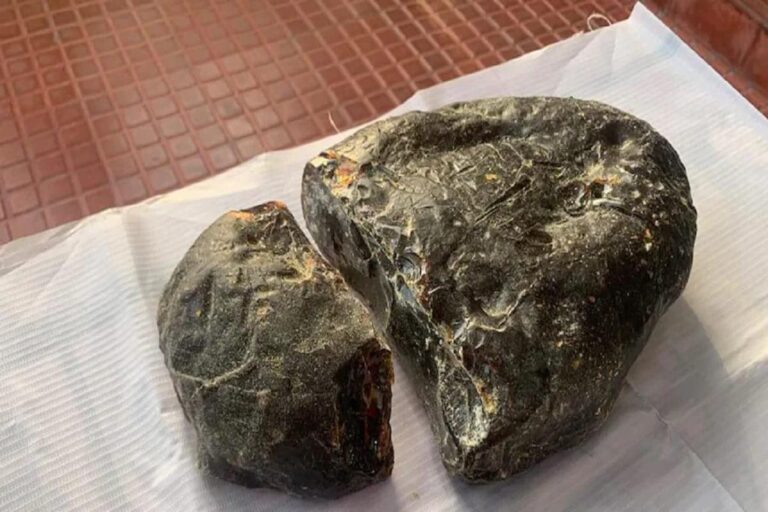 Six Men Held For Smuggling Whale Vomit in Tamil Nadu’s Thoothukudi