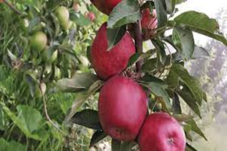 Uttarakhand Police Memo for Subordinates: Protect Apple Tree from Monkeys or Face Action