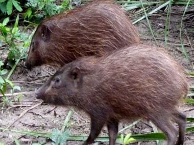 Indian conservationists release a dozen of the world’s smallest pygmy hogs into the wild