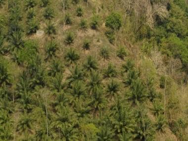 Riddled with environmental concerns, India’s palm oil supply chain needs to look at sustainable options