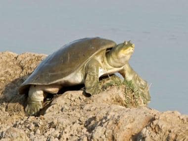 Rich in biodiversity, Haryana’s first community reserve suffers due to pollution and delays in restoration work