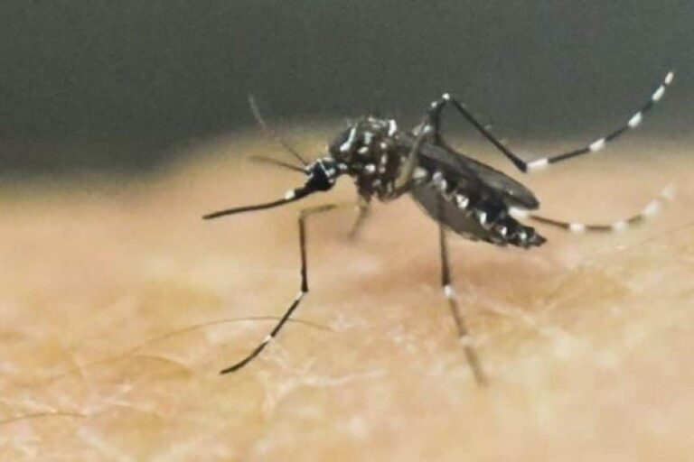 As Zika Virus Rears its Head in India, Know All About the Mosquito-borne Disease