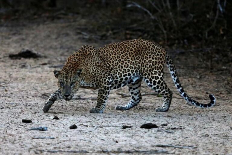 Leopard Kills Minor Girl in Jammu and Kashmir’s Ganderbal