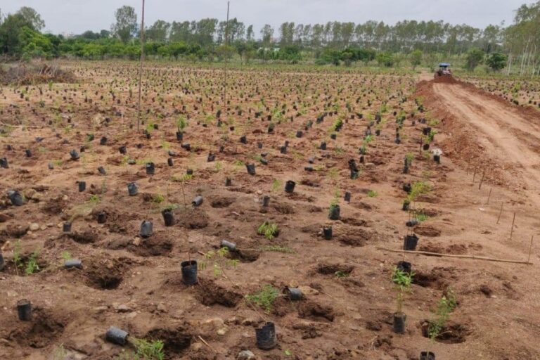 In A First, Telangana Plants 1 Million Saplings in One Hour to Enter Guinness Book