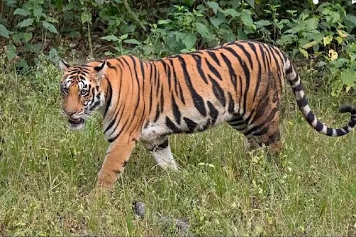 Tigress Creates Panic In Villages Near Jharkhand’s Palamu Forest