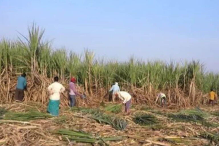 Sugarcane Farmers to Stage Protest in UP Capital on July 15