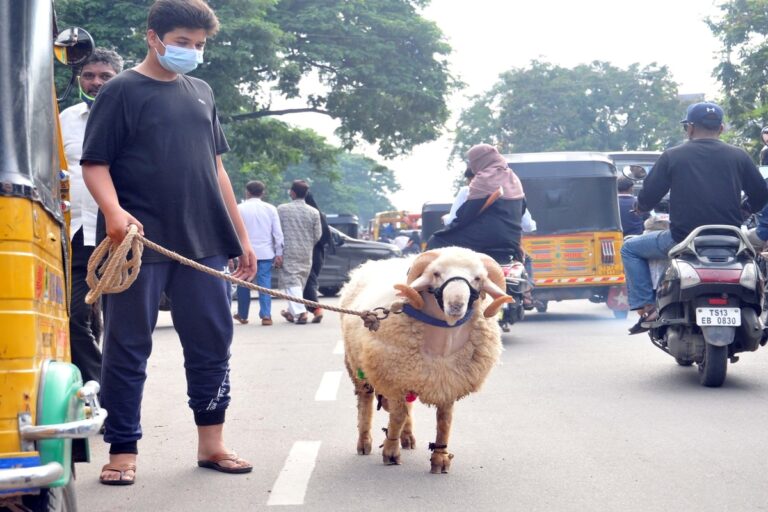 Eid-ul-Adha 2021: How people Brought Animals for Sacrifice on the Eve of Bakrid