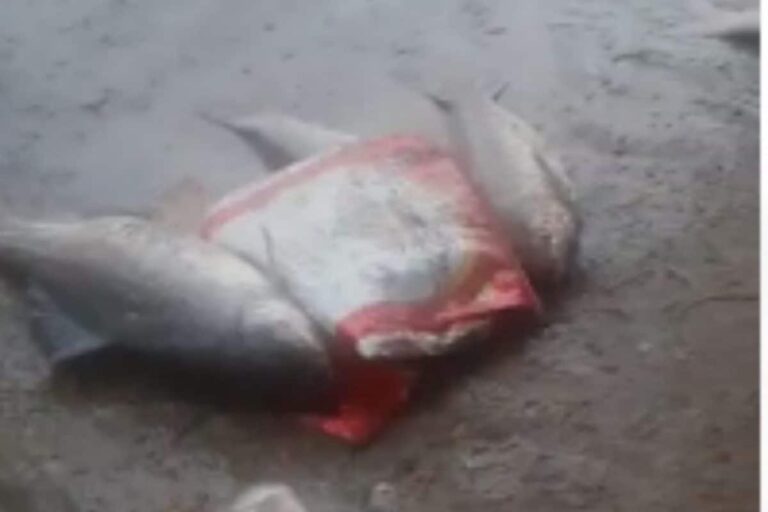 Hundreds of Villagers Affected by Heavy Rains in Telangana; People Seen Fishing in Floodwaters
