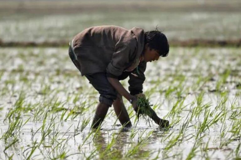 After Record Wheat Purchase, UP Govt Sets Kharif Paddy Procurement Target