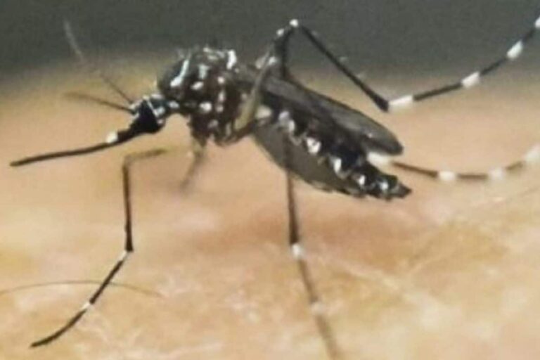 Two More Test Positive for Zika Virus in Kerala, Total Now at 46