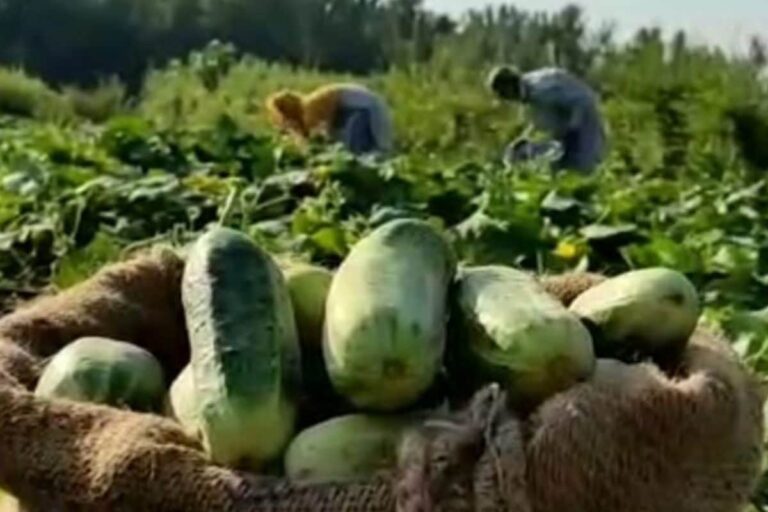 3,000 Kg Cucumbers Per Day: Kashmir’s Rural Hamlet Wanigund Kulgam is an Emerging Vegetable Hub