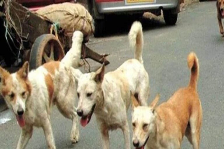 Eight-Year-Old Attacked By Stray Dogs in Jharkhand’s Palamu