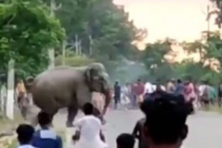Man-Animal Conflict: Teasing Wild Elephants Costs Assam Man His Life