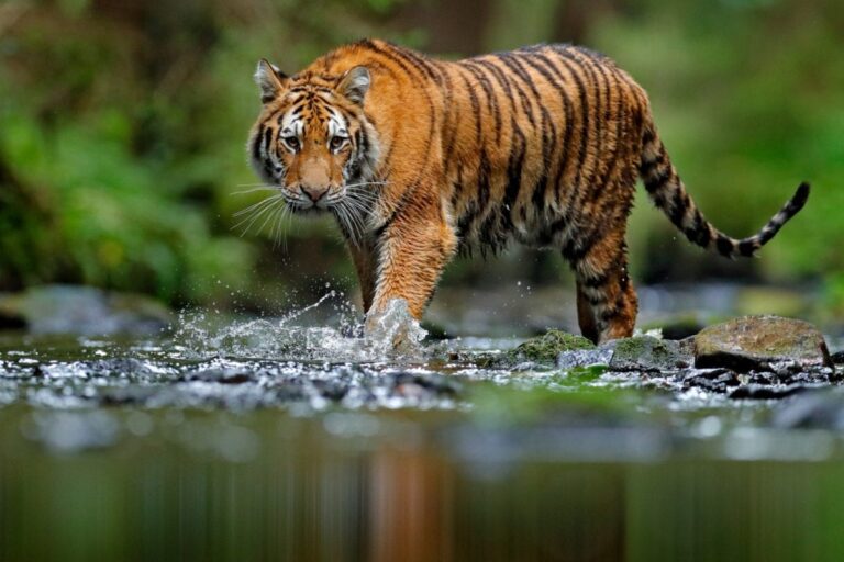International Tiger Day: India Saw Over 300 Big Cat Deaths Since 2018 With Poaching Still a Cause of Worry