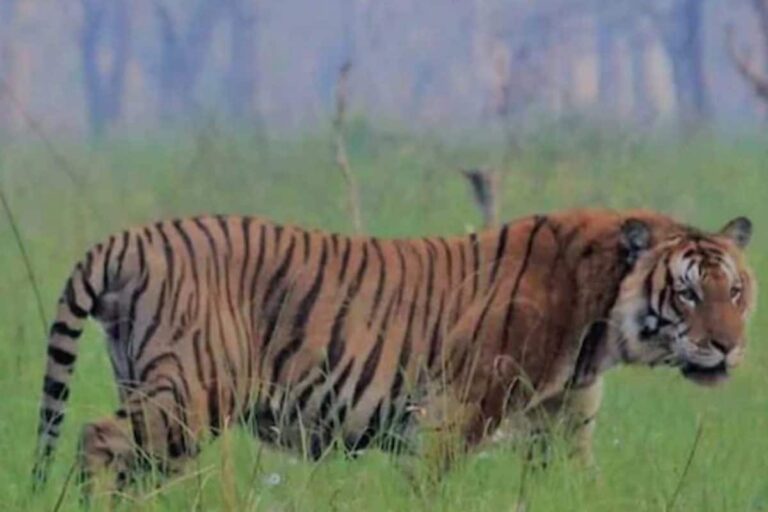 International Tiger Day: UP Lagging Behind the Target Set in 2010