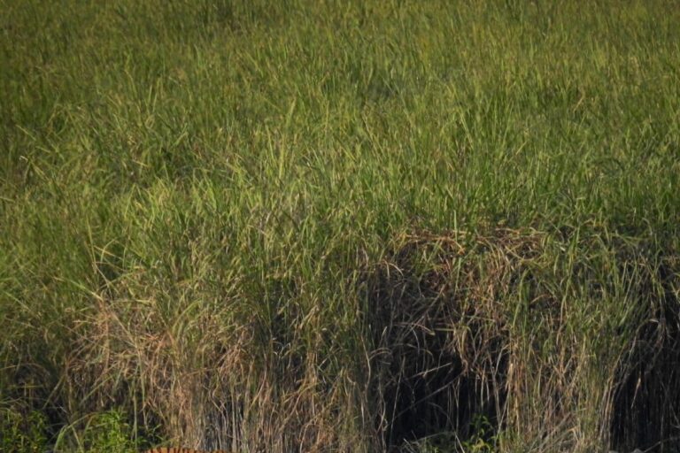 In the Rhino’s Backyard, 3 National Parks Get Global Honour for Tiger Conservation