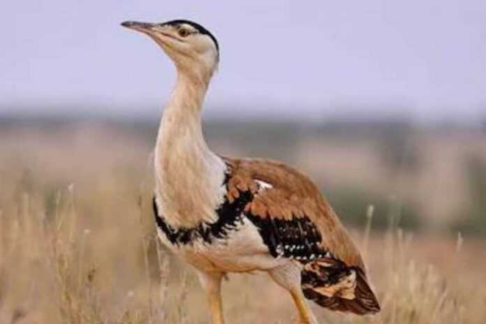 No Report Indicating Number of Great Indian Bustards Reducing Rapidly in India: Govt
