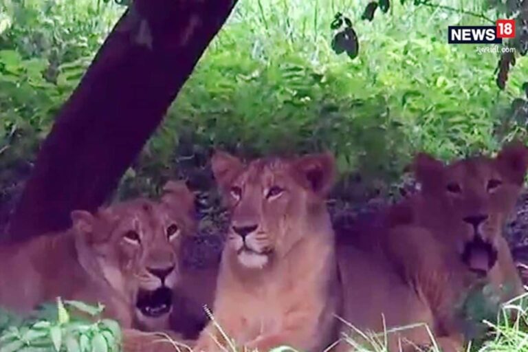 Gujarat: 40 Asiatic Lions of Junagadh Breeding Center to Be Part Animal Exchange