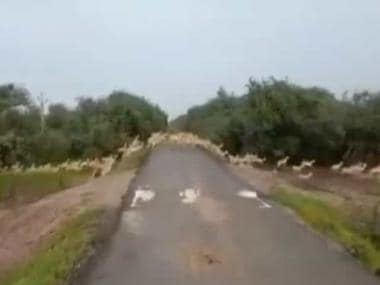 Narendra Modi shares ‘excellent’ video of 3,000 blackbucks crossing road in Gujarat national park