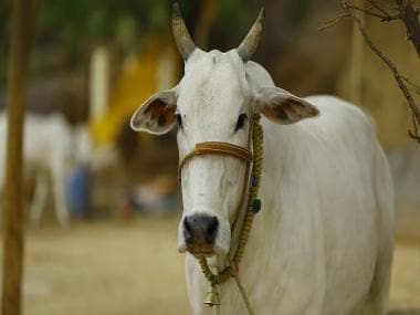 Assam CM tables cow protection bill in Assembly; offences under legislation to be non-bailable