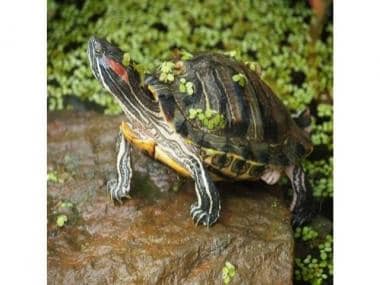 How unaware turtle owners are facilitating the spread of an invasive species found in water bodies across India