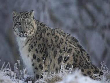 Can you spot the snow leopard? Viral image of ‘phantom cat’ puzzles social media users