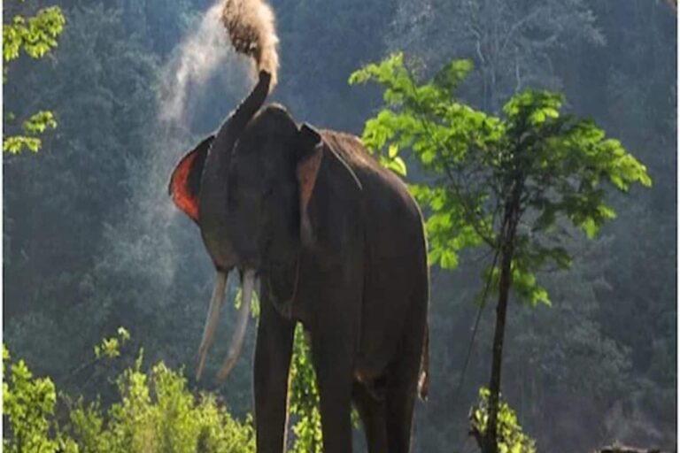 Elephant Herd Wreaks Havoc in Jharkhand’s Chatra, 55-year-old Woman Killed