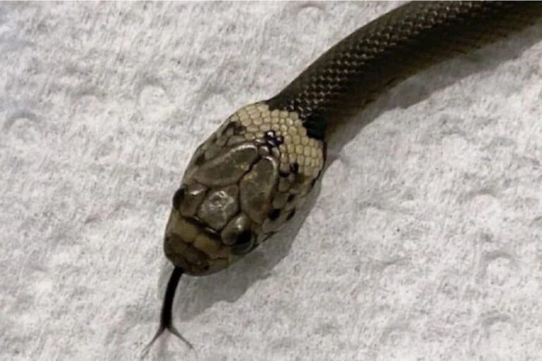 Snake Bites Man, Man Bites it Back. Snake Dies