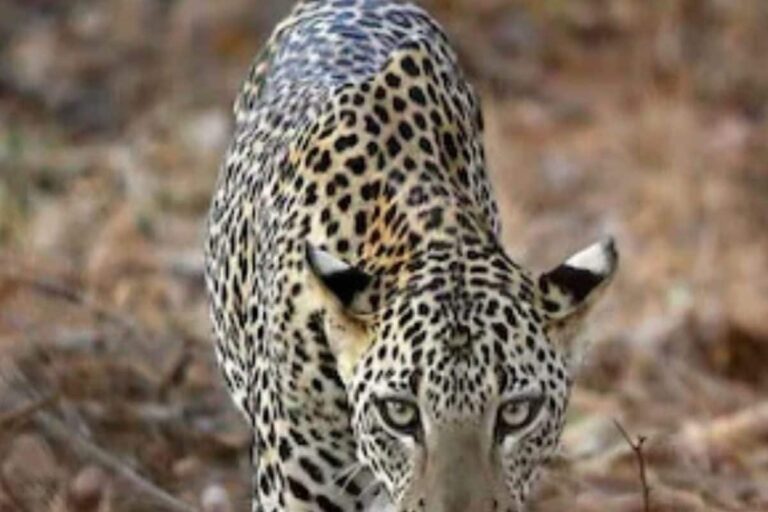 ‘Leopard State’ MP Losing Spotted Felines Thick and Fast; Accidents, Poisoning to Blame