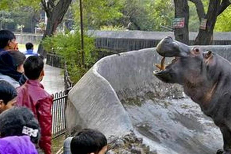 Delhi Zoo Reopens After Being Temporarily Shut During Second Covid Wave