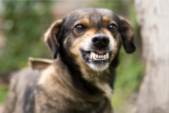 12-Year-Old Boy Mauled to Death By Stray Dogs in Saharanpur